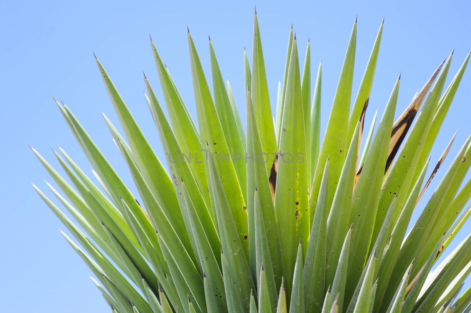 Tips of the leaves of a yukka plant against a blue sky background