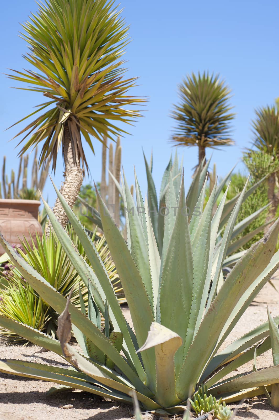 A desert garden with a variety of arid plants growing