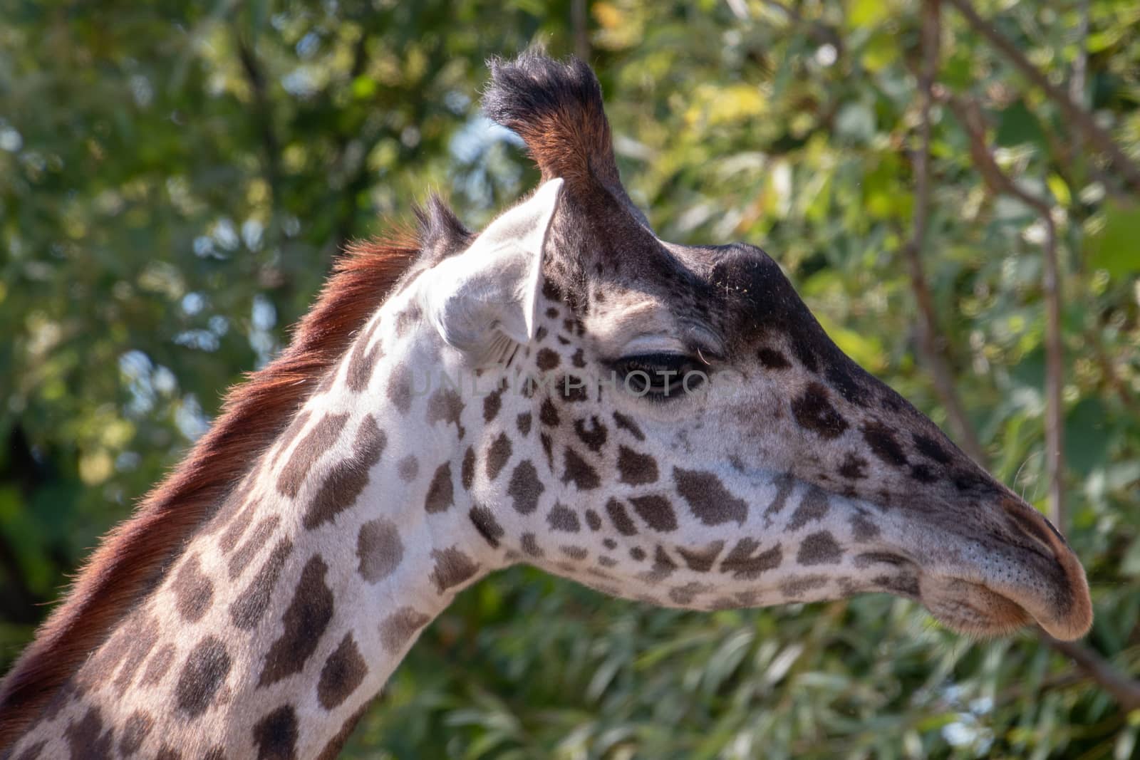 Masai giraffe head shot portrait photo by mynewturtle1