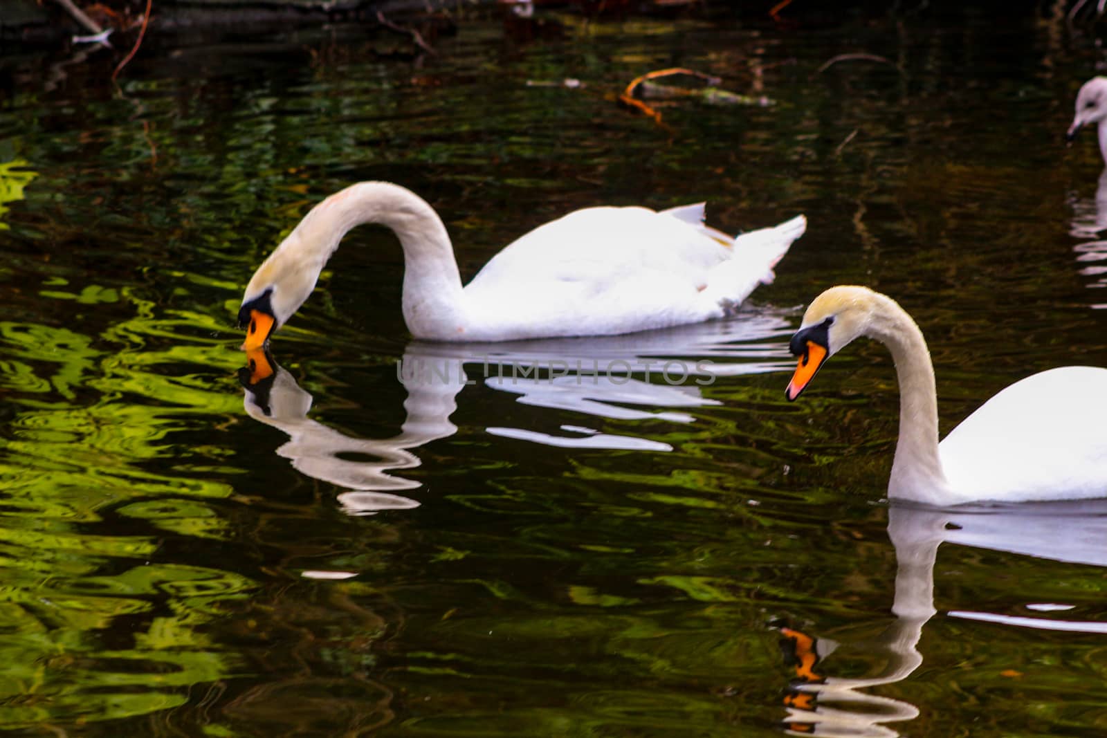 Pair of mute swans, preening their plumage on a pond