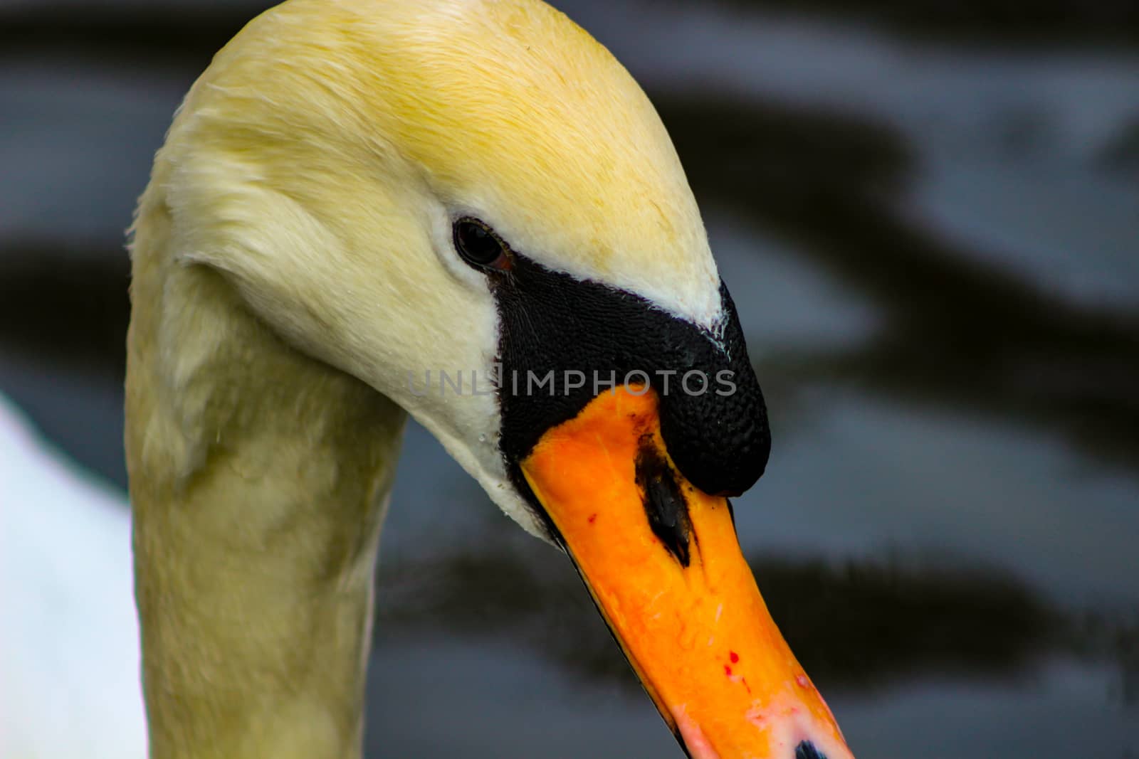 Mute swan head shot beautiful animal that is an iconic beauty animal.