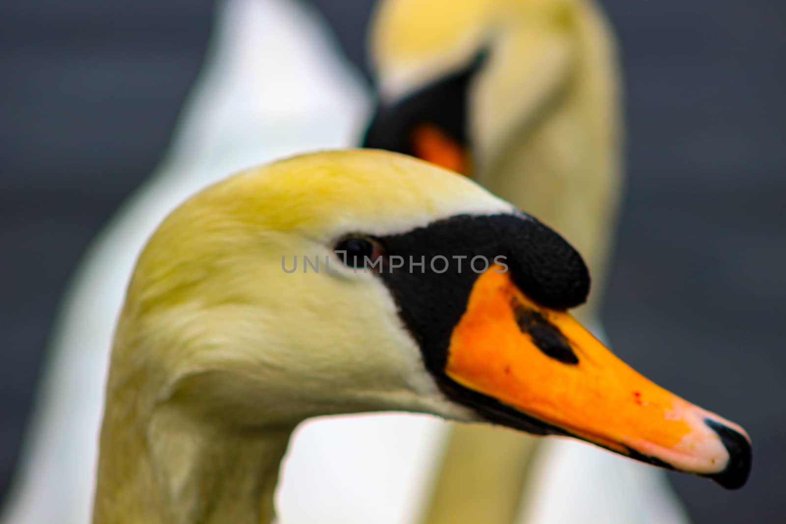 Mute swan head shot beautiful animal that is an iconic beauty animal.