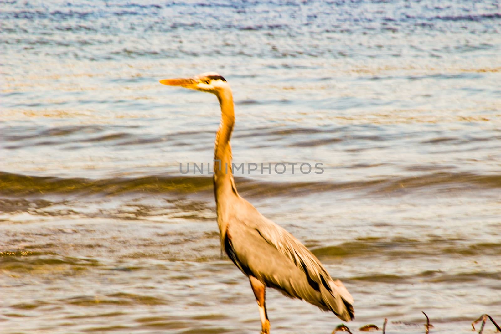 Great Blue Heron Ardea herodias - Fort Myers Beach, Florida.