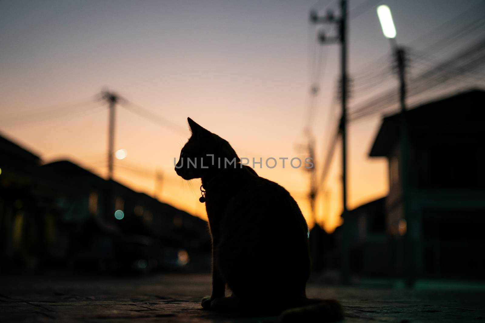 Silhouette front view photo of cat. by sirawit99