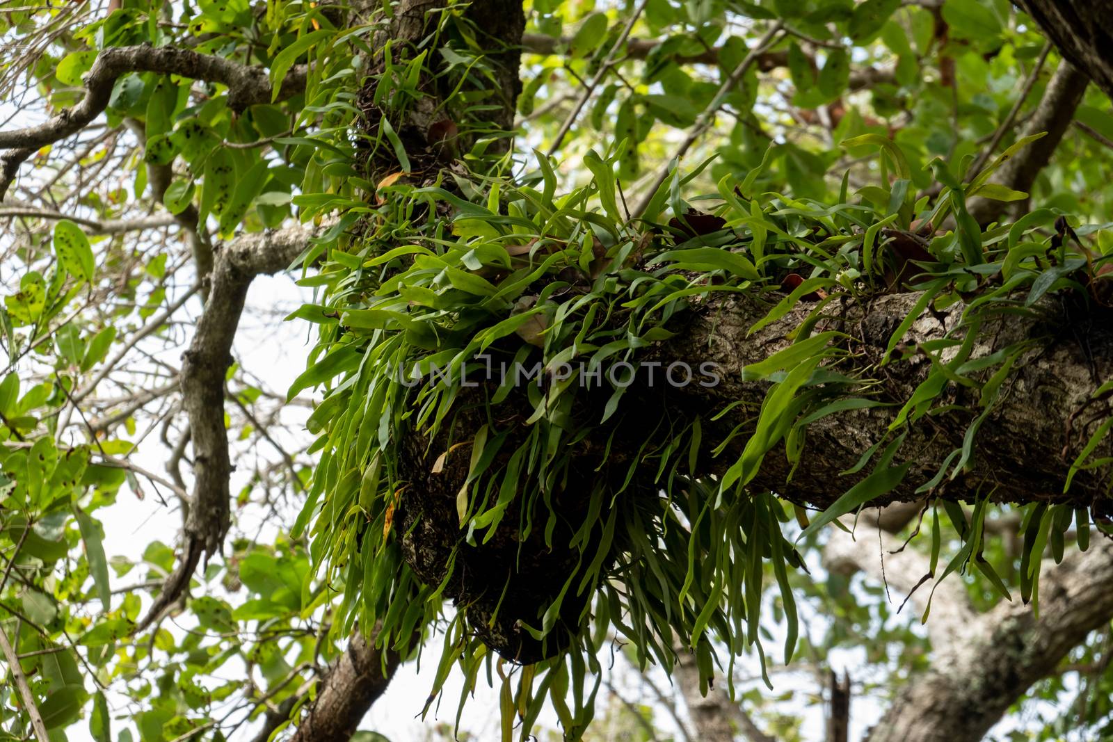 A parasitic plant growing on tree branches.
