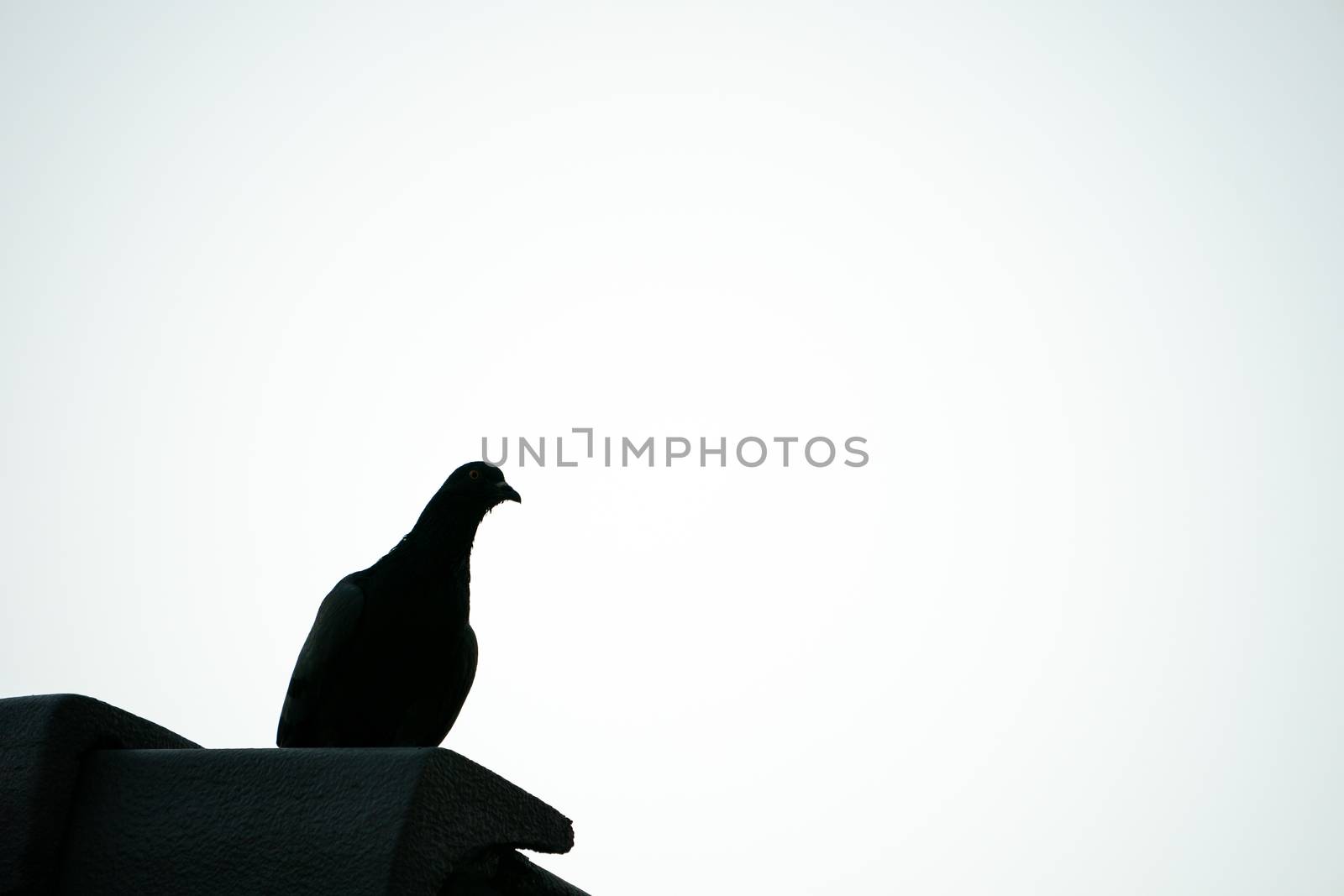 Silhouette flying pigeon bird in the sky. by sirawit99