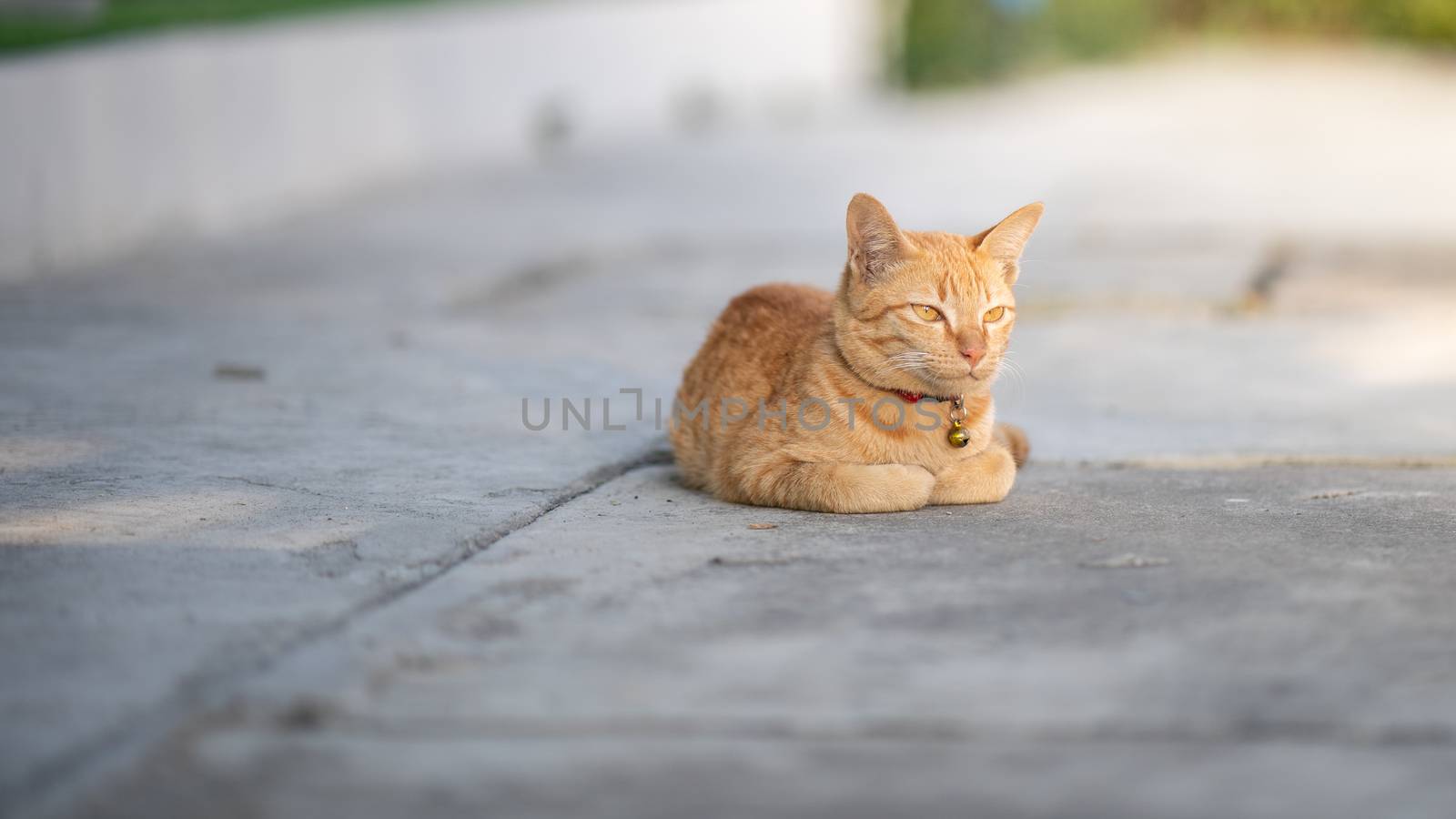 Yellow cat sit in the loaf pose, eyes half closed. by sirawit99