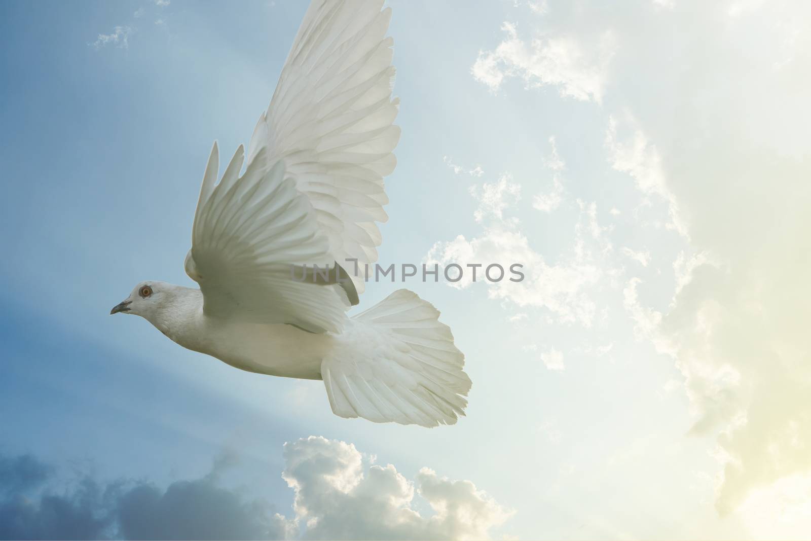 White pigeon bird freedom wings flying on blue sky background. by sirawit99