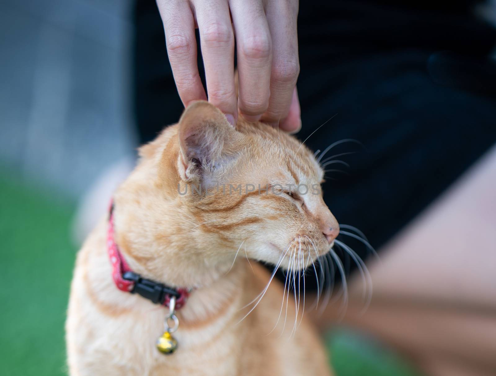 Woman hand scratching an orange cat.