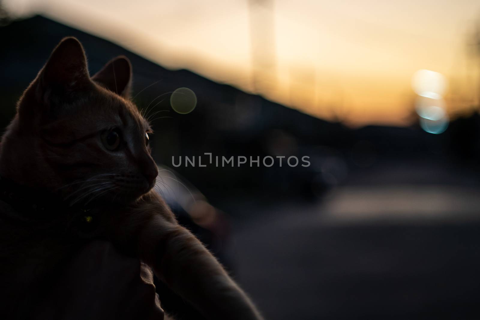 Silhouette front view photo of cat. by sirawit99