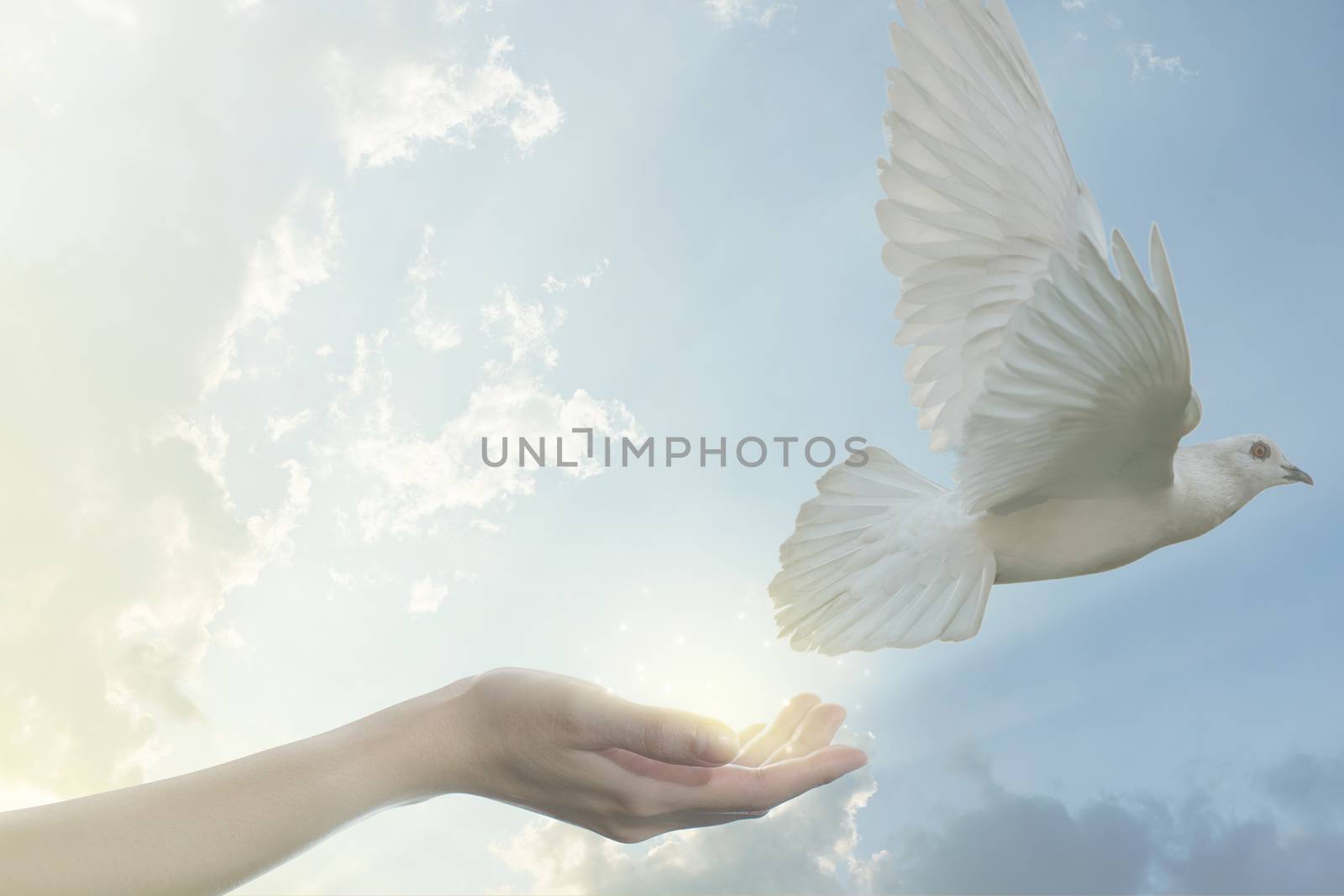 Pair of hand releasing white pigeon bird freedom wings flying on blue sky background.