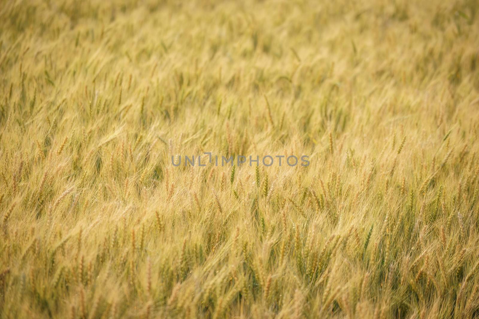 Gold grain ready for harvest in a farm field.