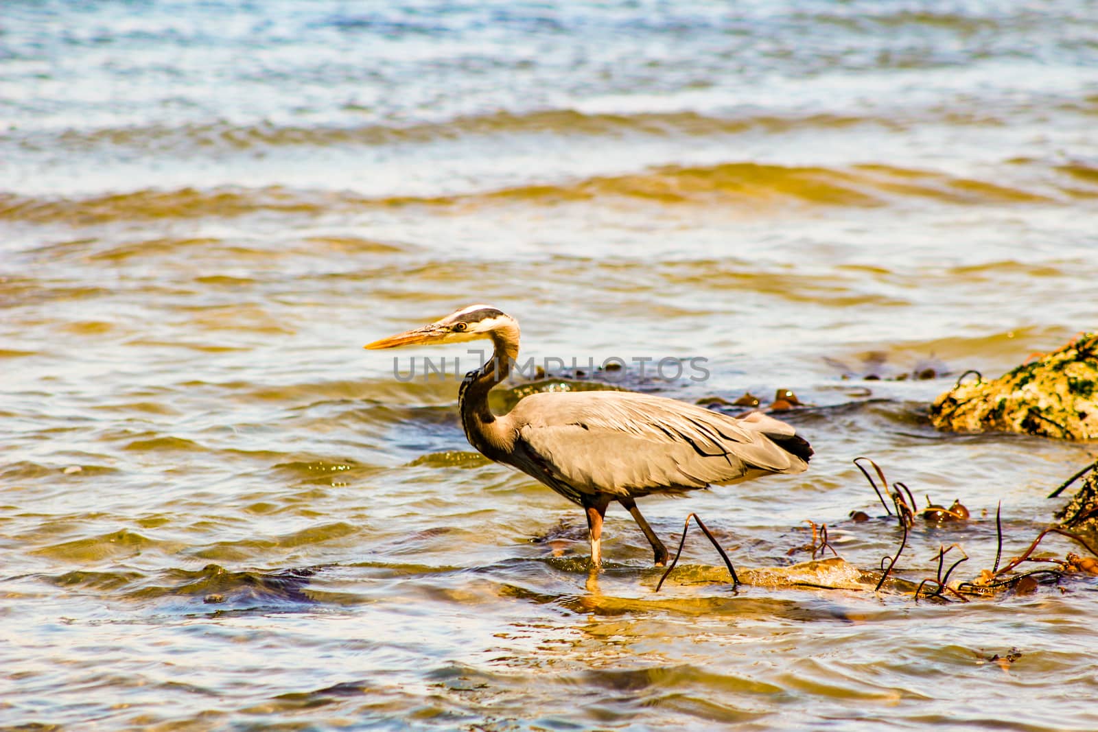 Great Blue Heron Ardea herodias - Fort Myers Beach, Florida by mynewturtle1