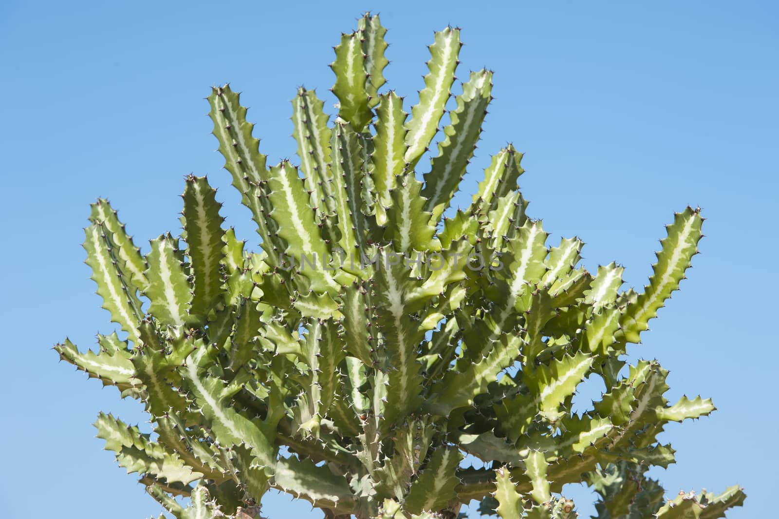 Large cactus plant against a blue sky background