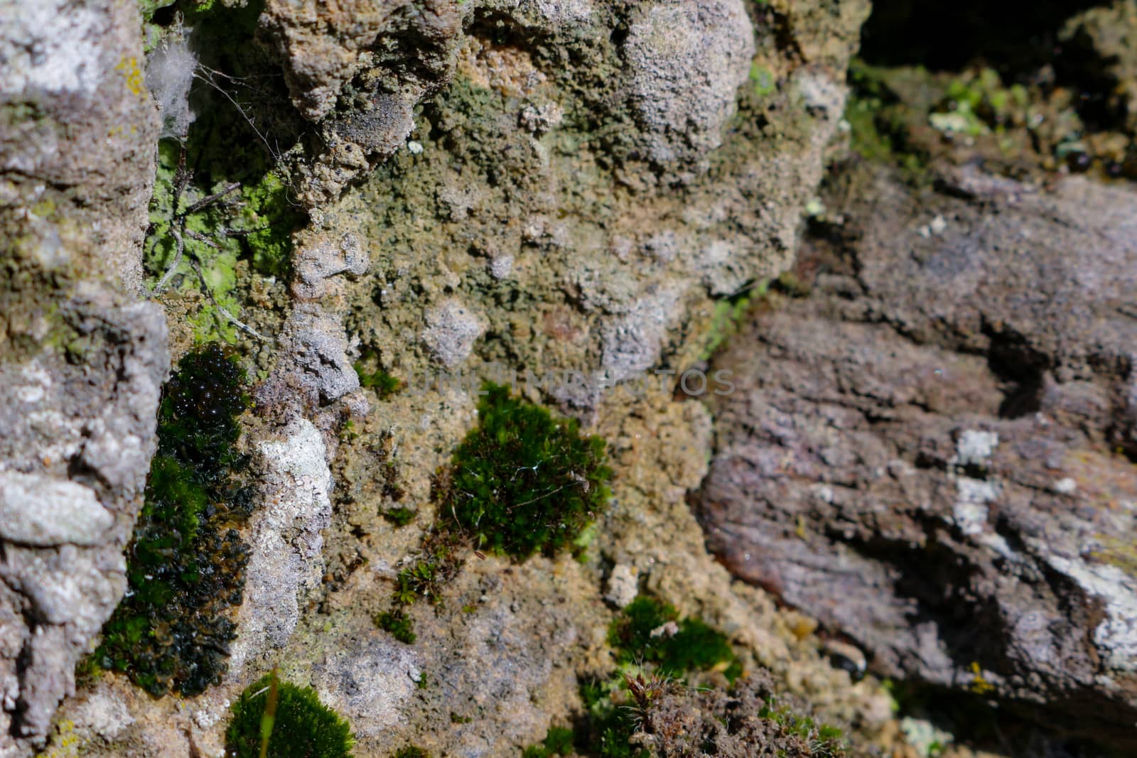 Old stone wall with moss and lichen