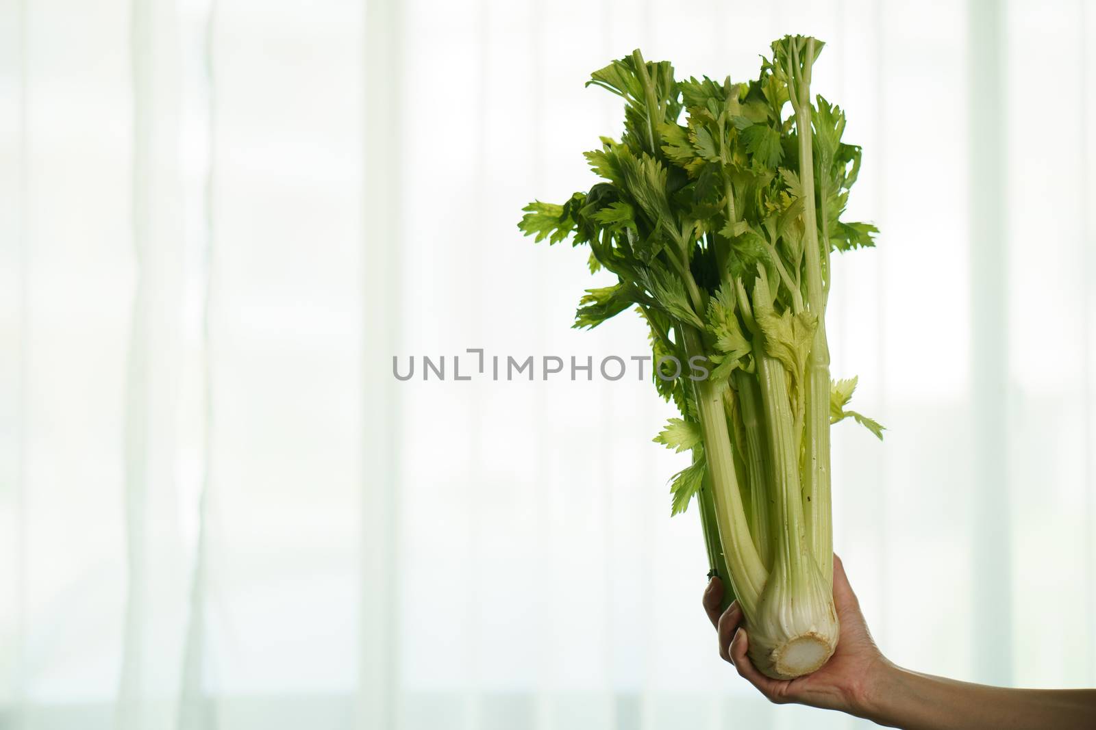 Women hand with fresh celery on white background. by sirawit99