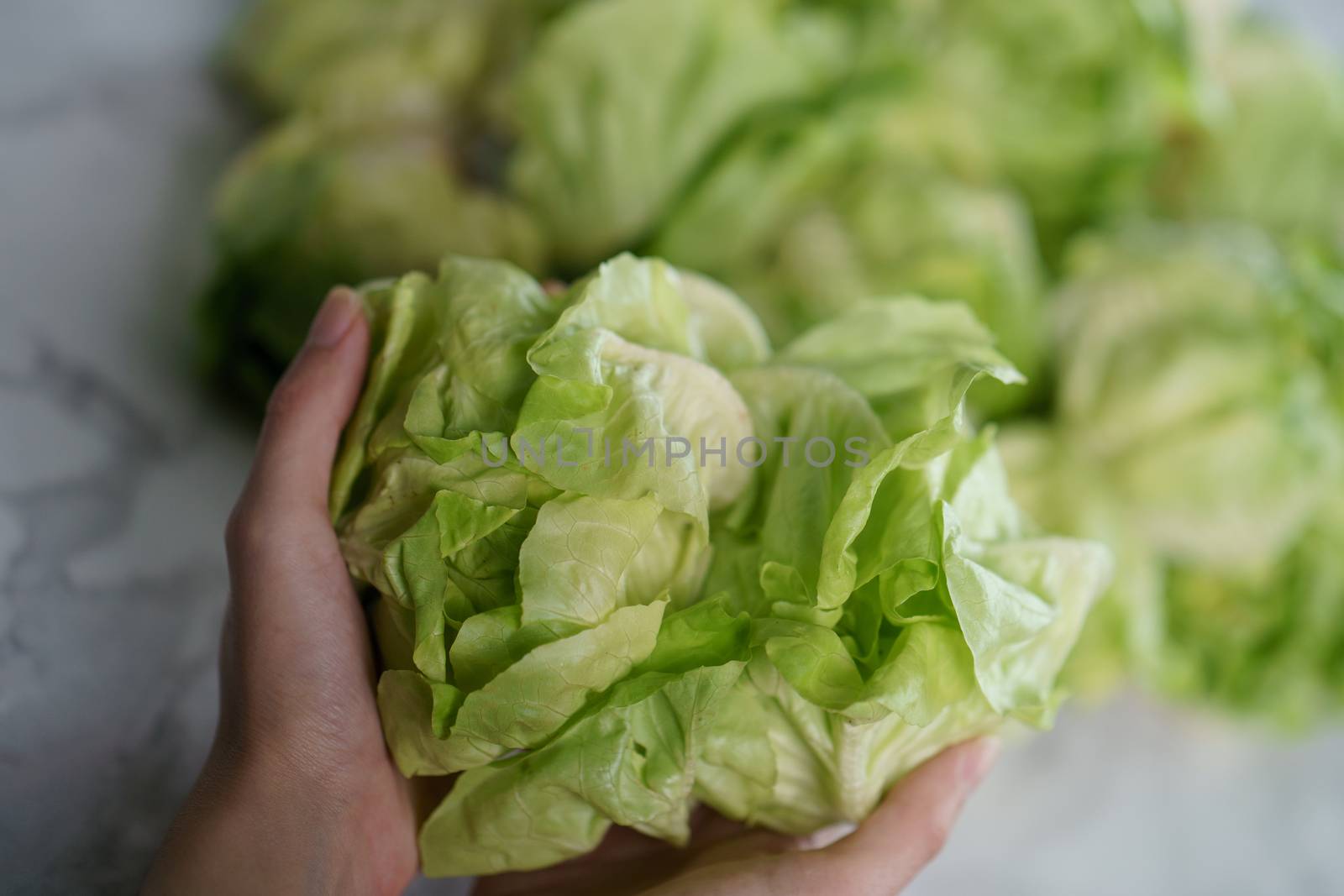 Human hand touching fresh salad butterhead lettuce.