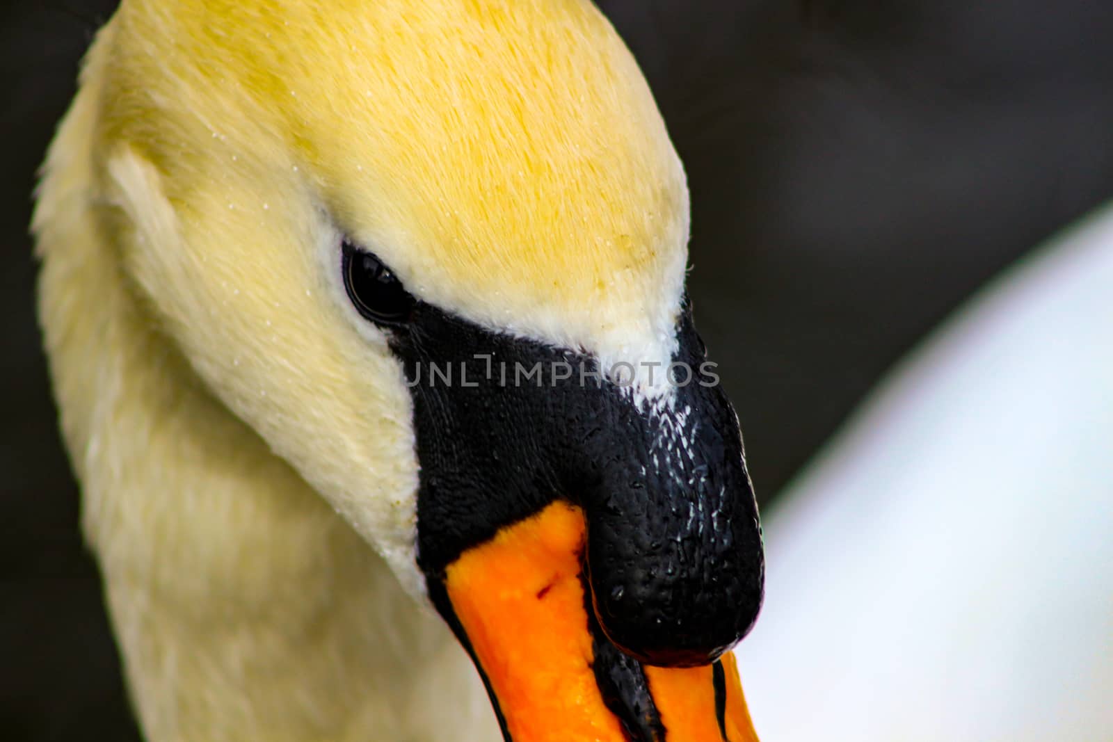 Mute swan head shot, Cygnus olor, beautiful animal that was in a by mynewturtle1