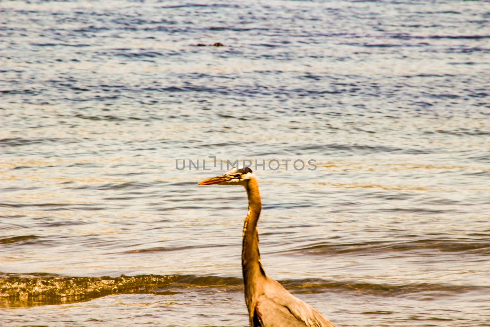 Great Blue Heron Ardea herodias - Fort Myers Beach, Florida by mynewturtle1