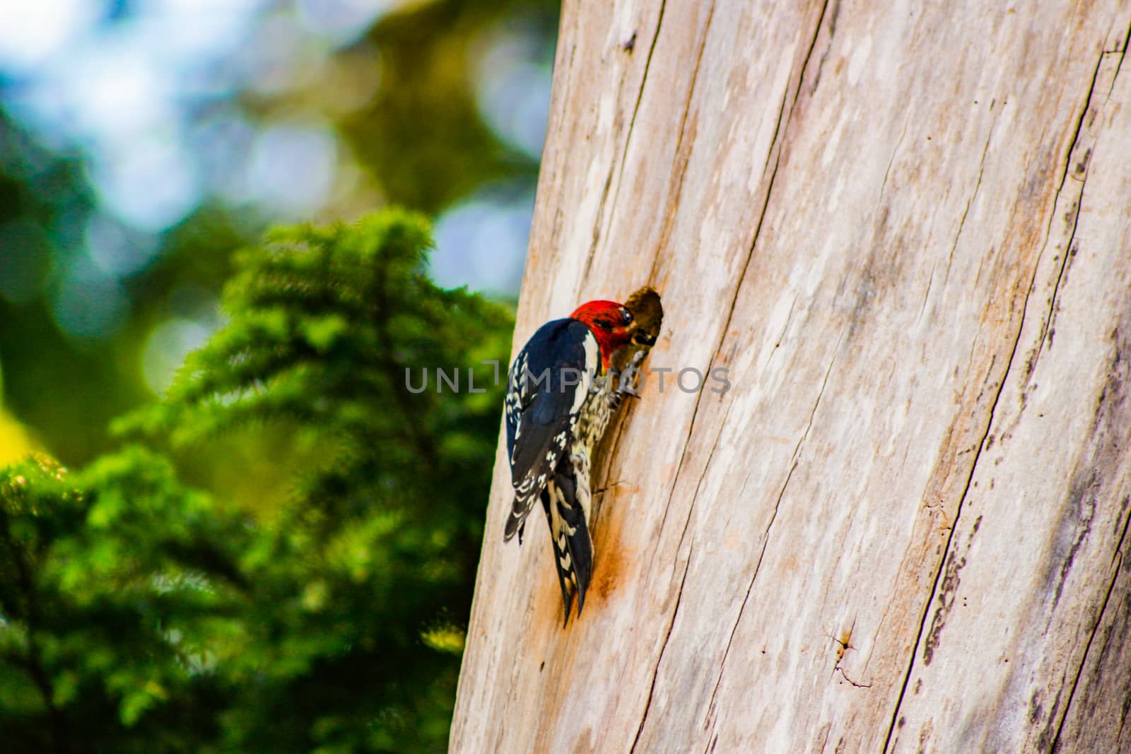Yellow-Bellied Sapsucker (Sphyrapicus varius). A female Yellow-bellied Sapsucker scours the trunk of a birch tree in search of insects trapped in pools of sap