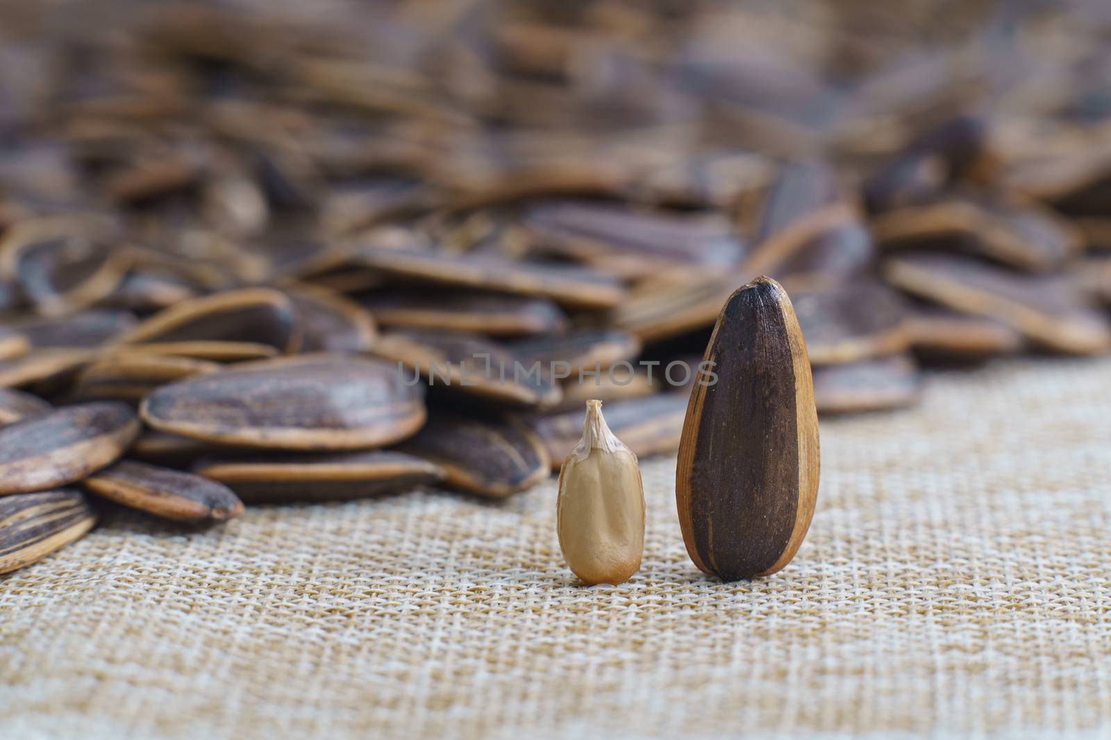 Sunflower seed stands on a sack background. by sirawit99