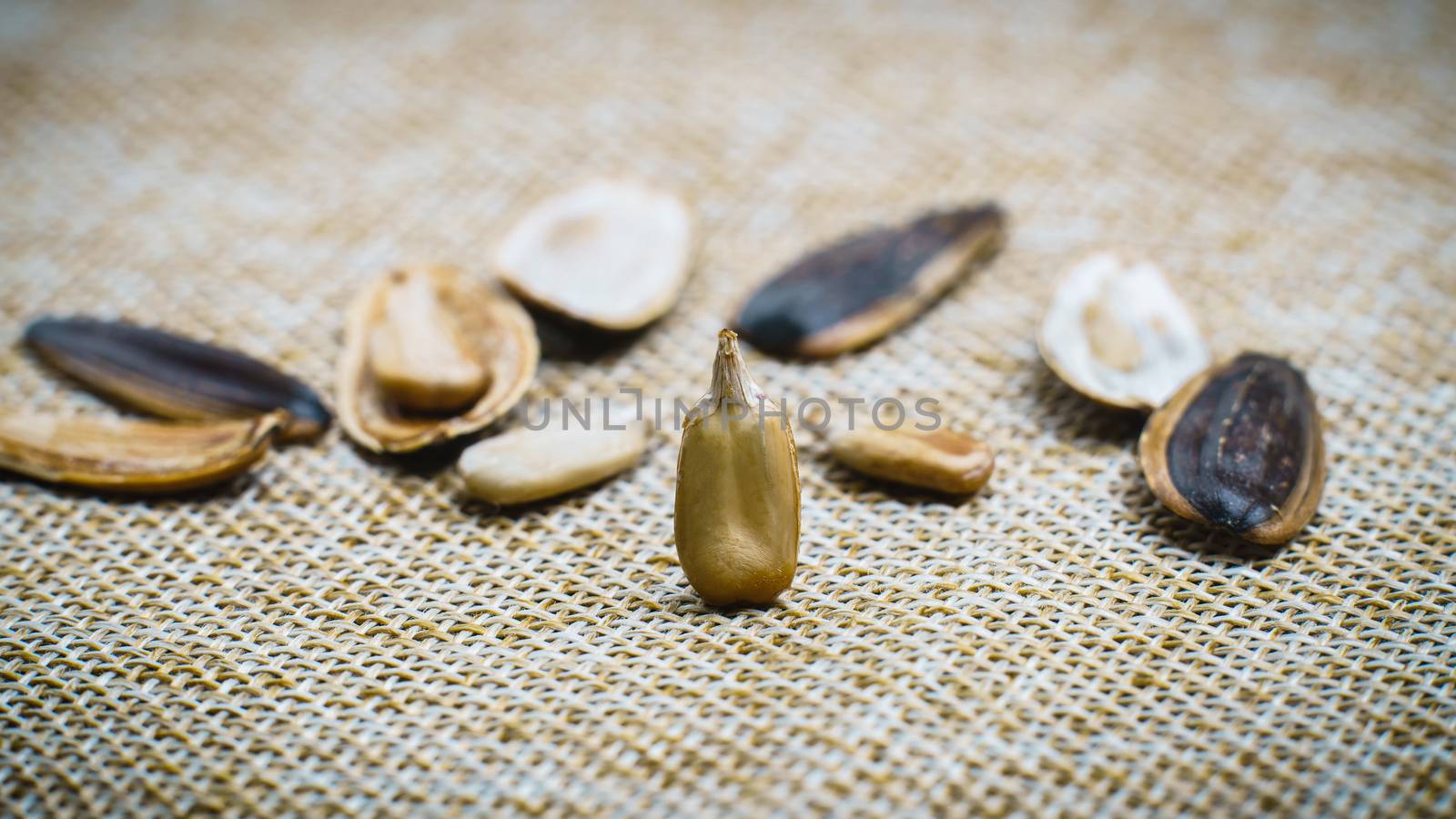 Sunflower seed stands on a sack background. by sirawit99