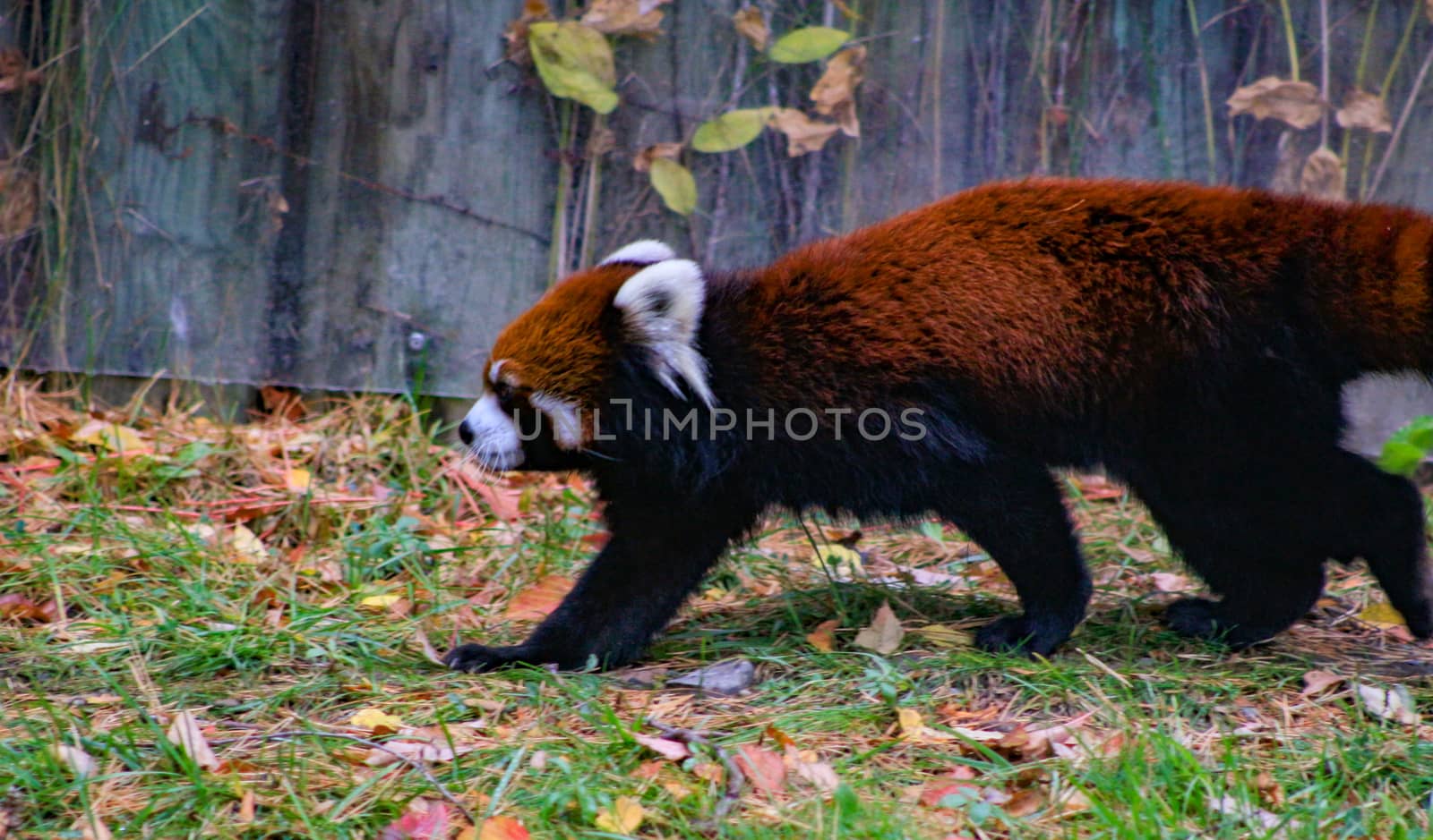 Red panda walking on the ground, close up photo shows the amazing colour the animal has.