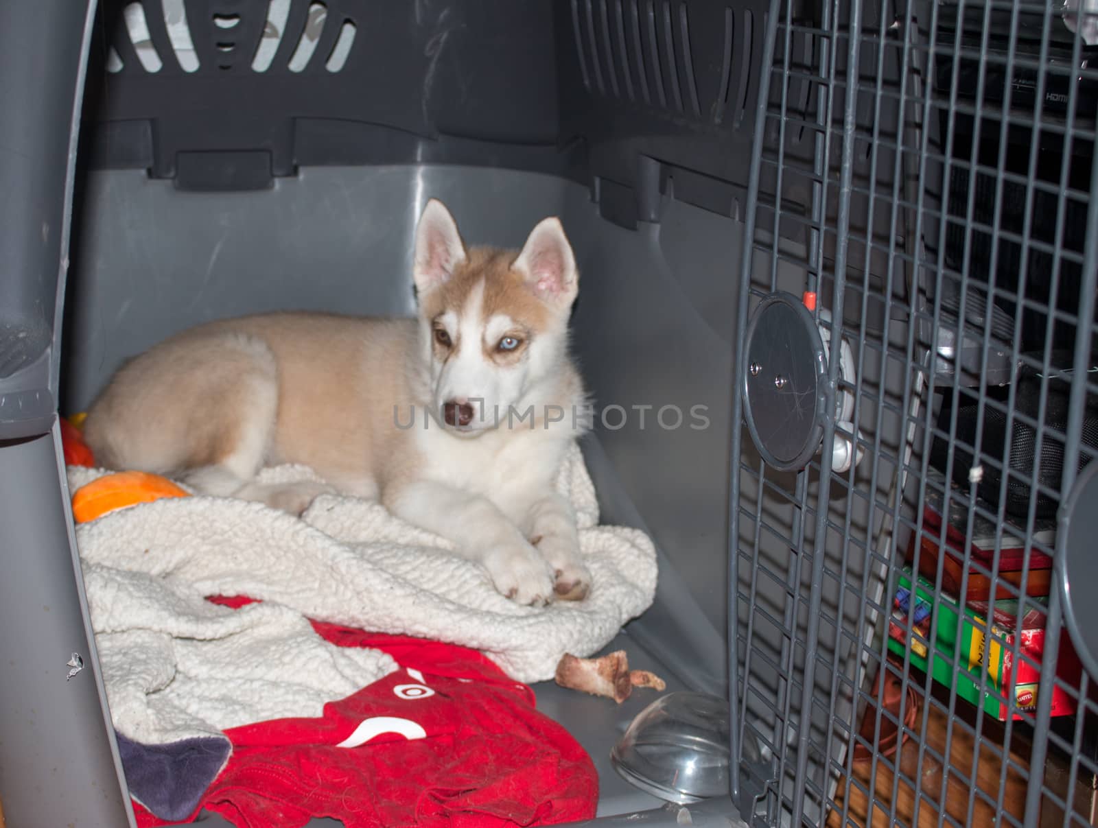 Cute siberian husky puppies in the cage on white background.