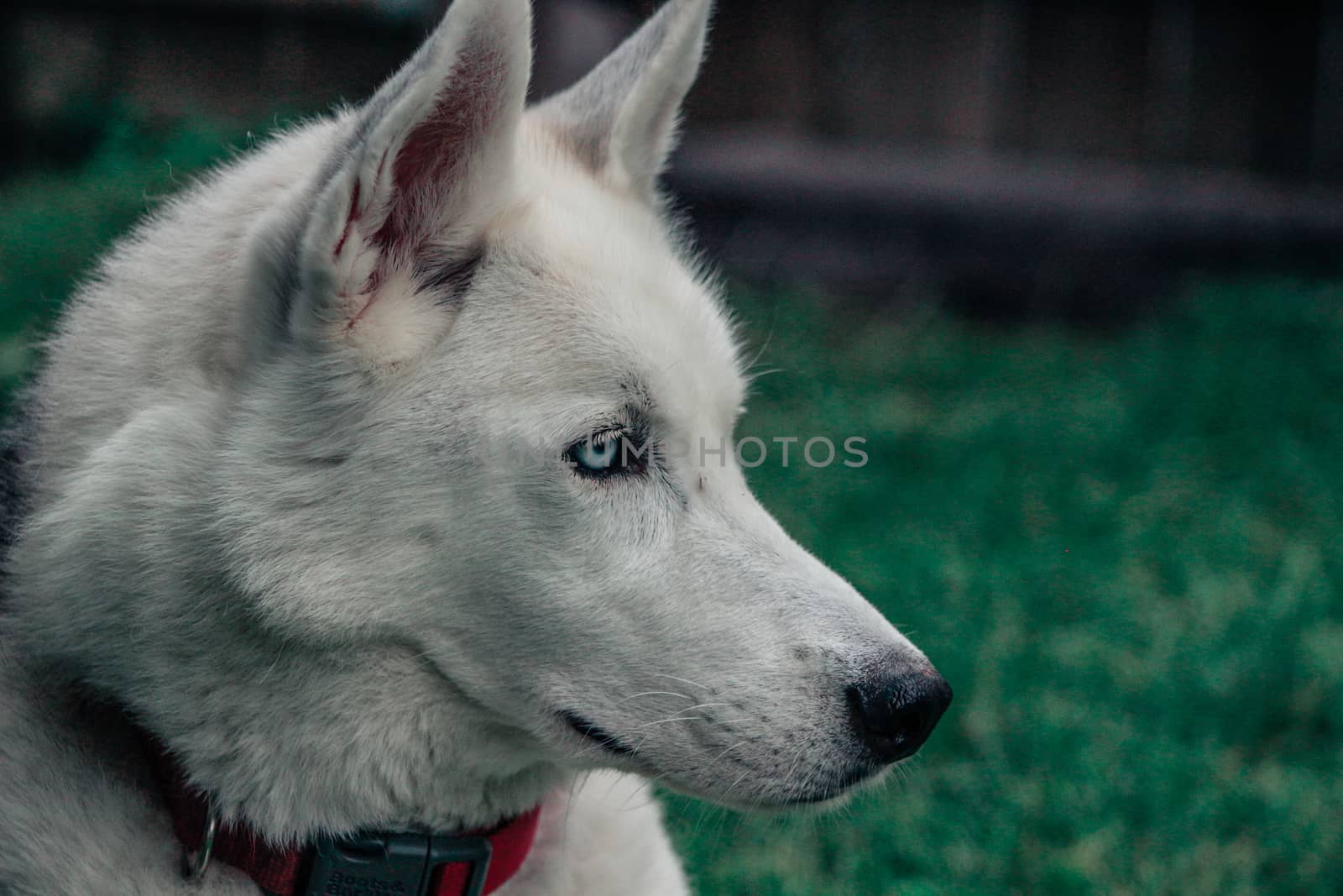 portrait of siberian husky outdoors in backyard