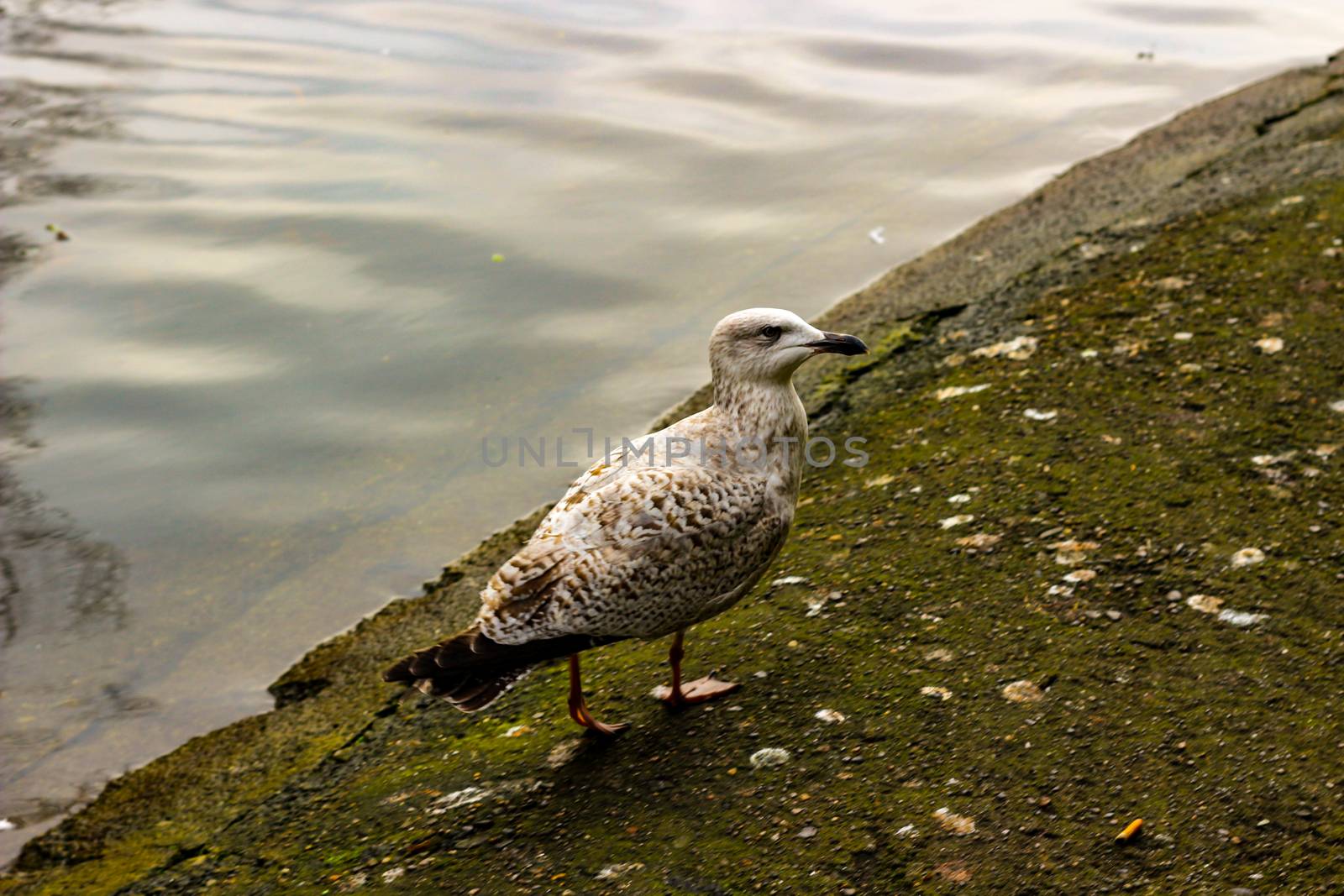 Seagulls are on and over pond waters in the park. by mynewturtle1