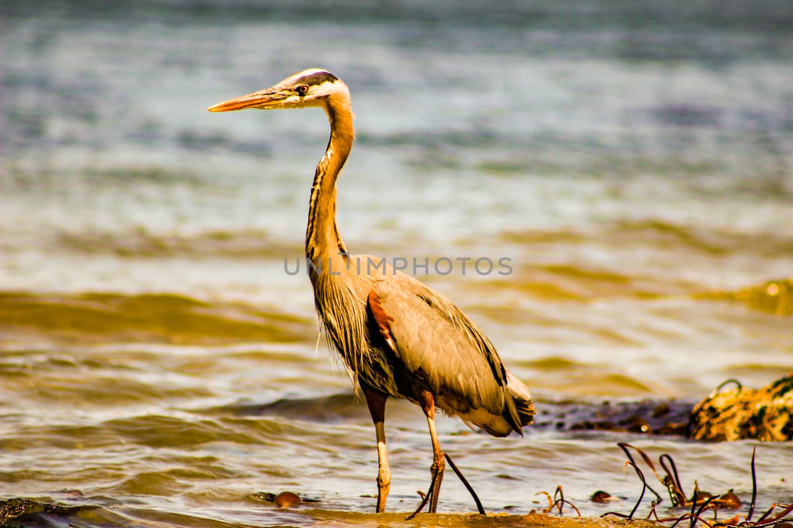 Great Blue Heron Ardea herodias - Fort Myers Beach, Florida by mynewturtle1
