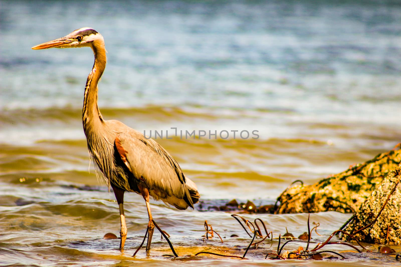 Great Blue Heron Ardea herodias - Fort Myers Beach, Florida.