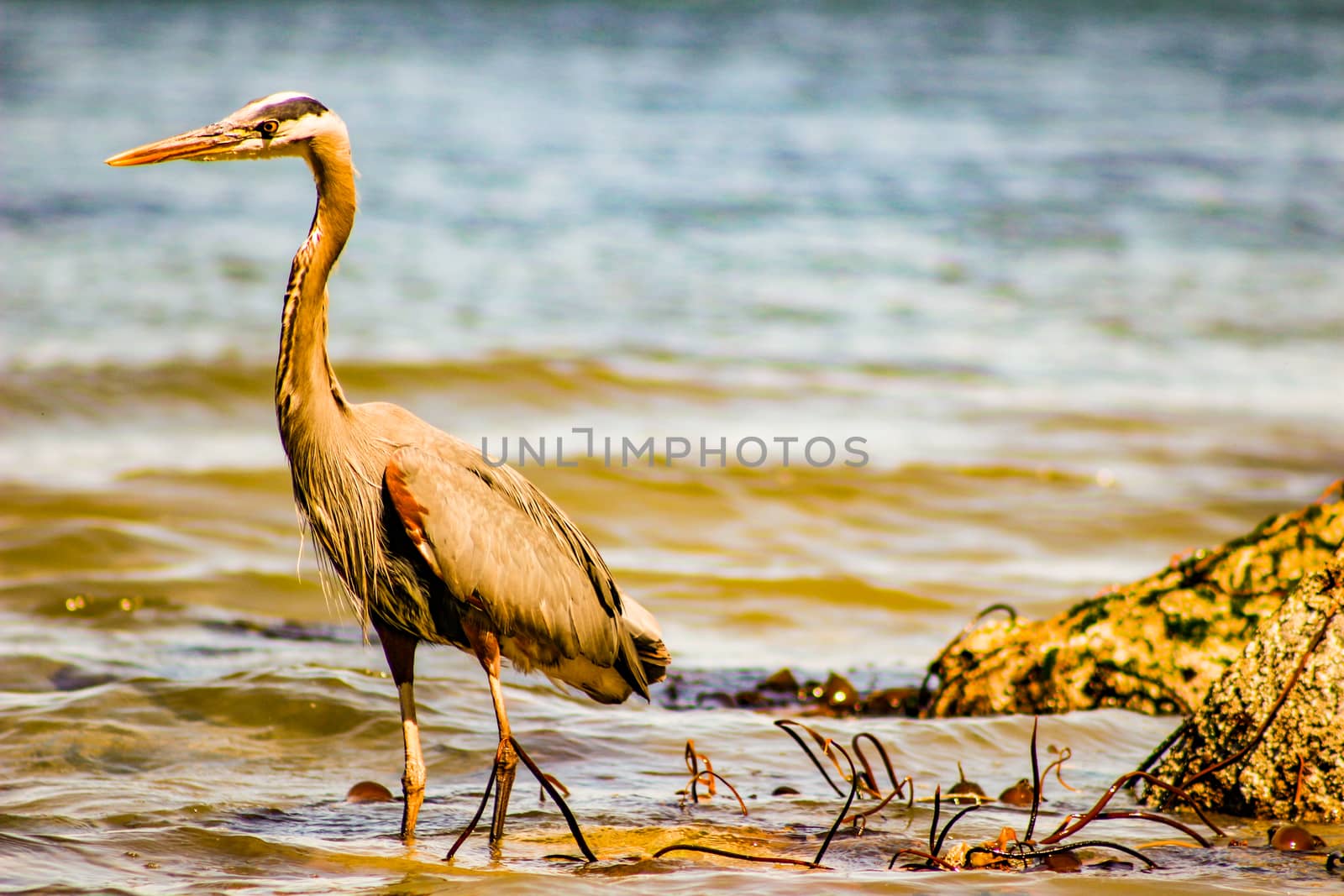 Great Blue Heron Ardea herodias - Fort Myers Beach, Florida by mynewturtle1