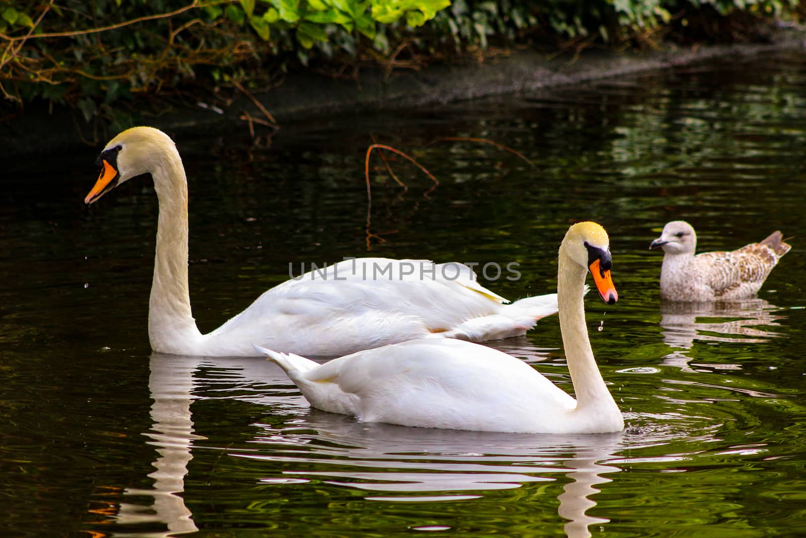 Pair of mute swans, preening their plumage on a pond. by mynewturtle1