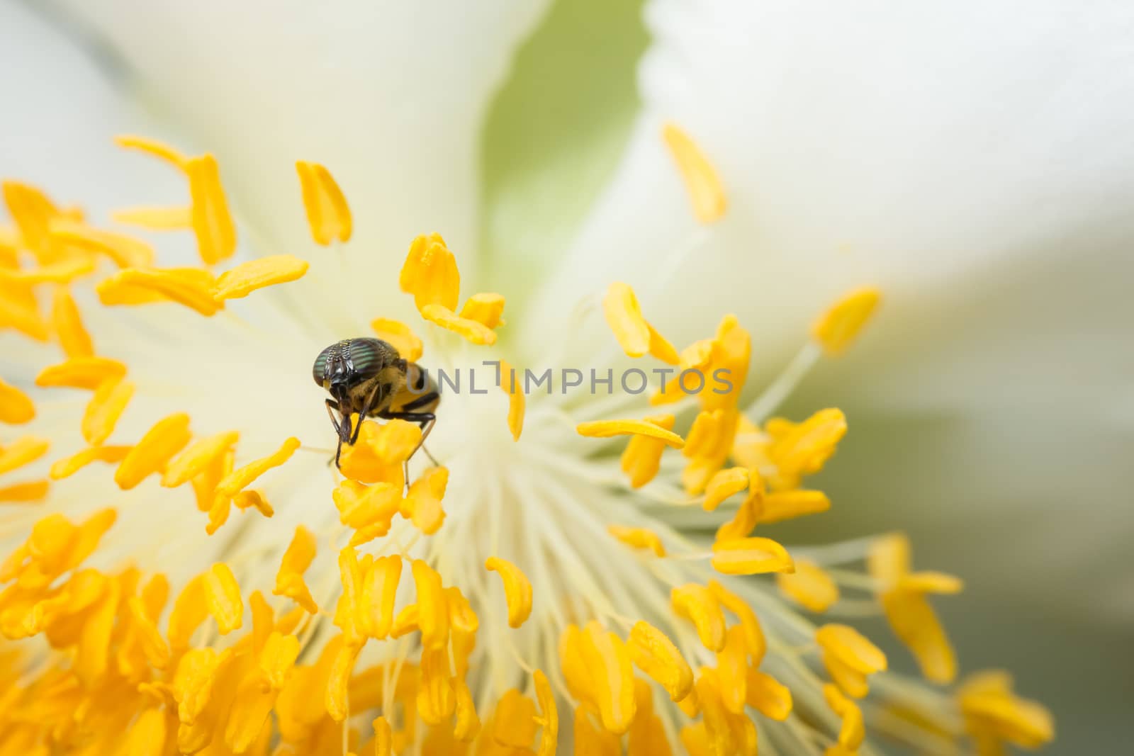 Bee macro scale with flowers