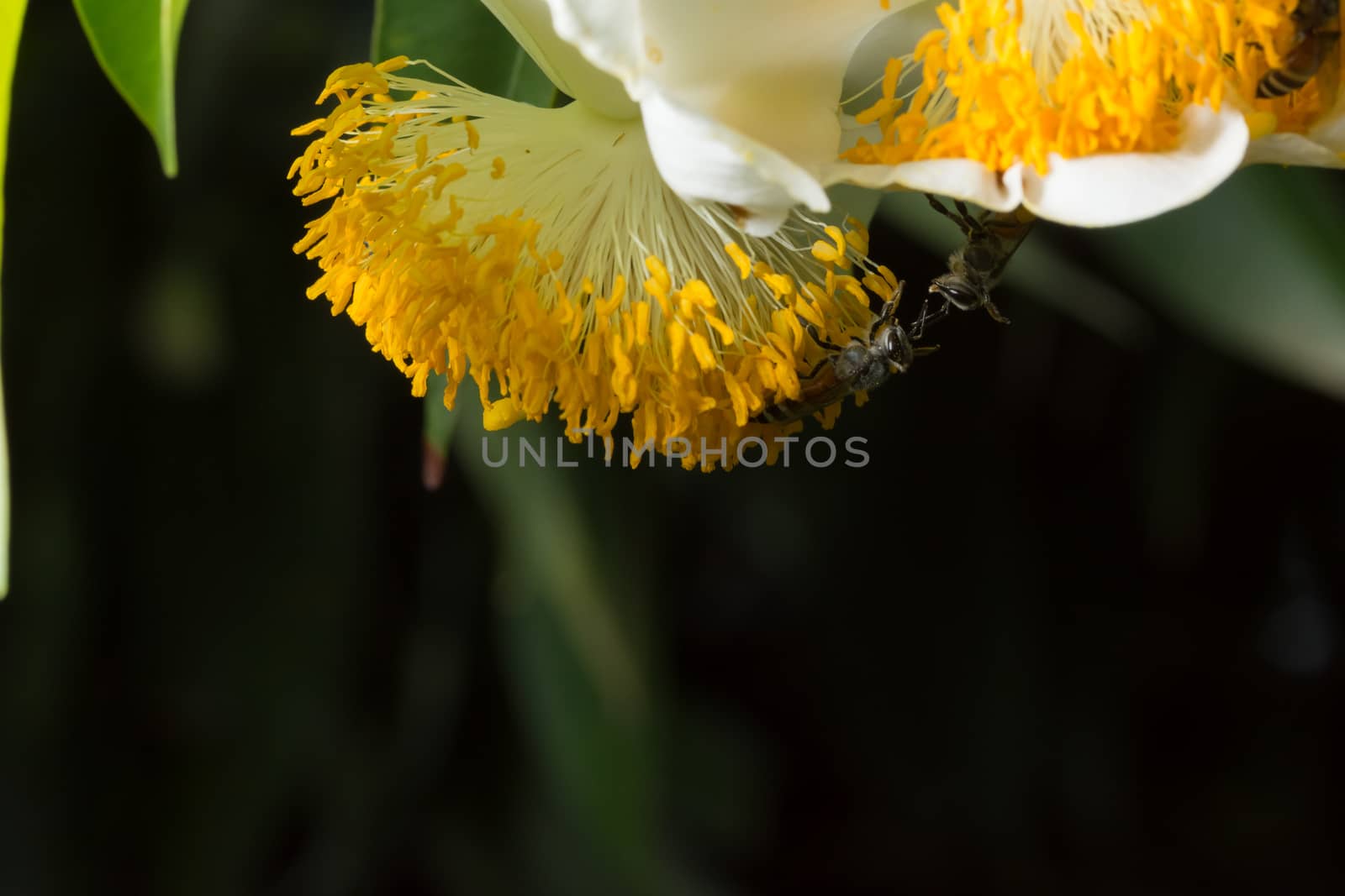 Bee macro scale with flowers