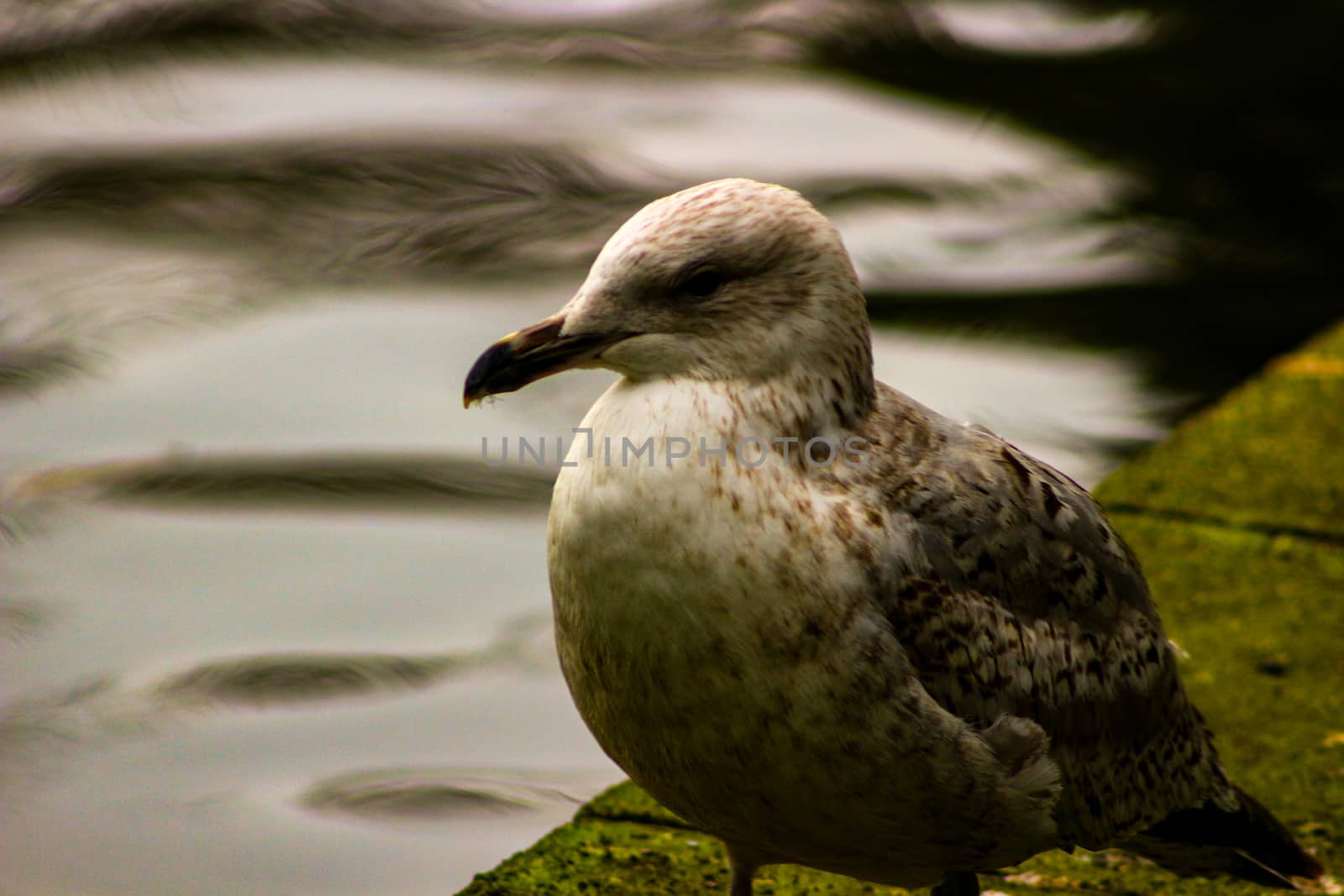 Seagull landing on the water close up shot, soft focus, reflection on water. by mynewturtle1