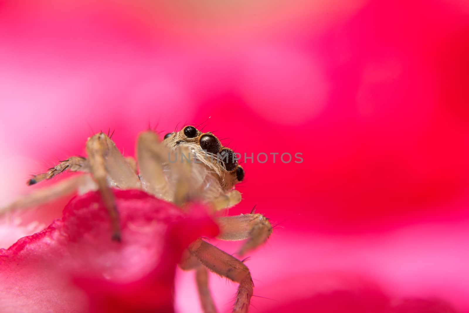Macro spider on a branch of a leaf
