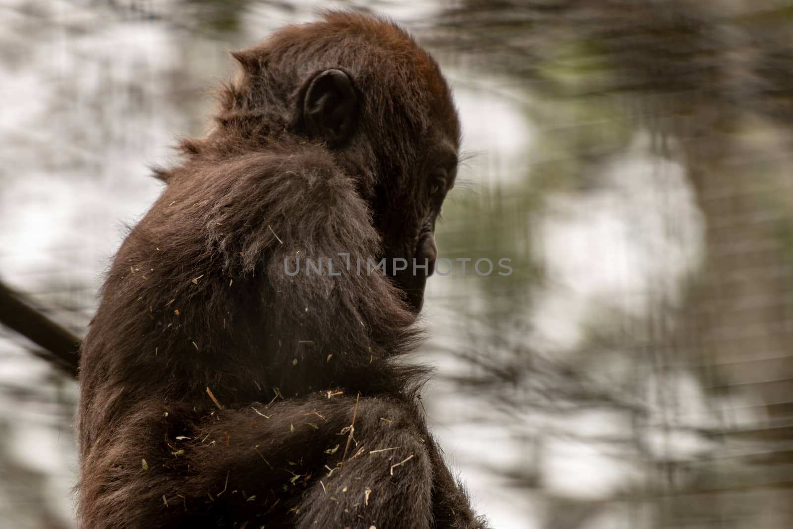 baby western lowland gorilla portrait photo by mynewturtle1