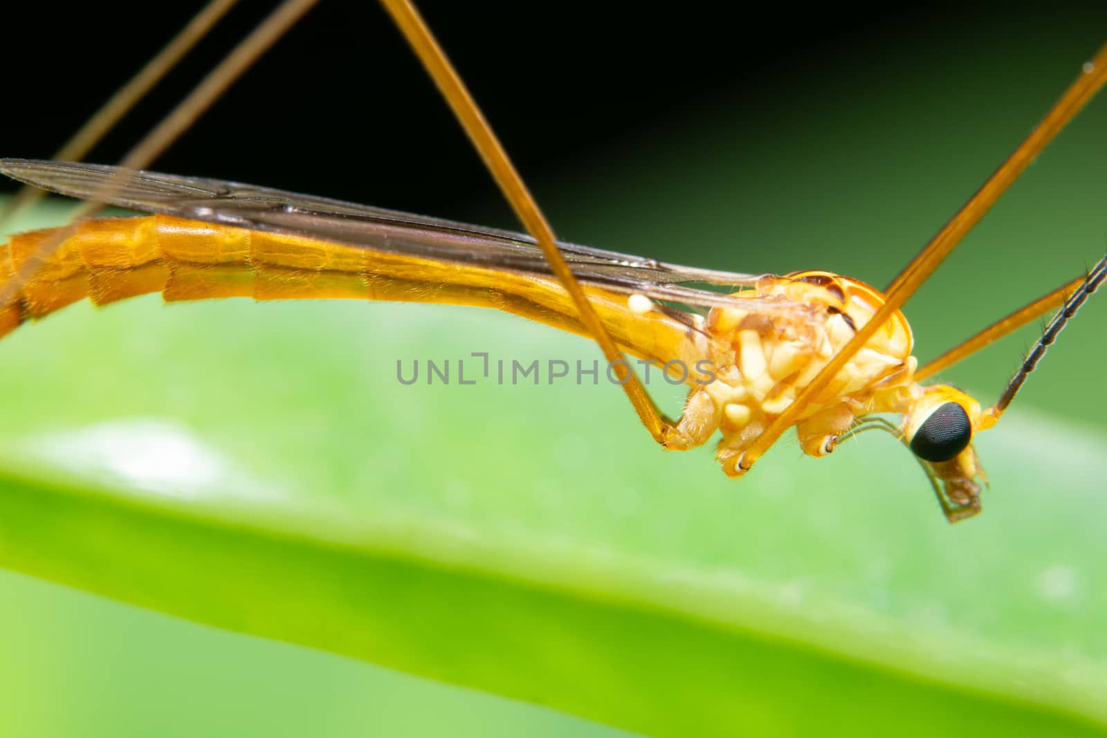 Macro insect legs