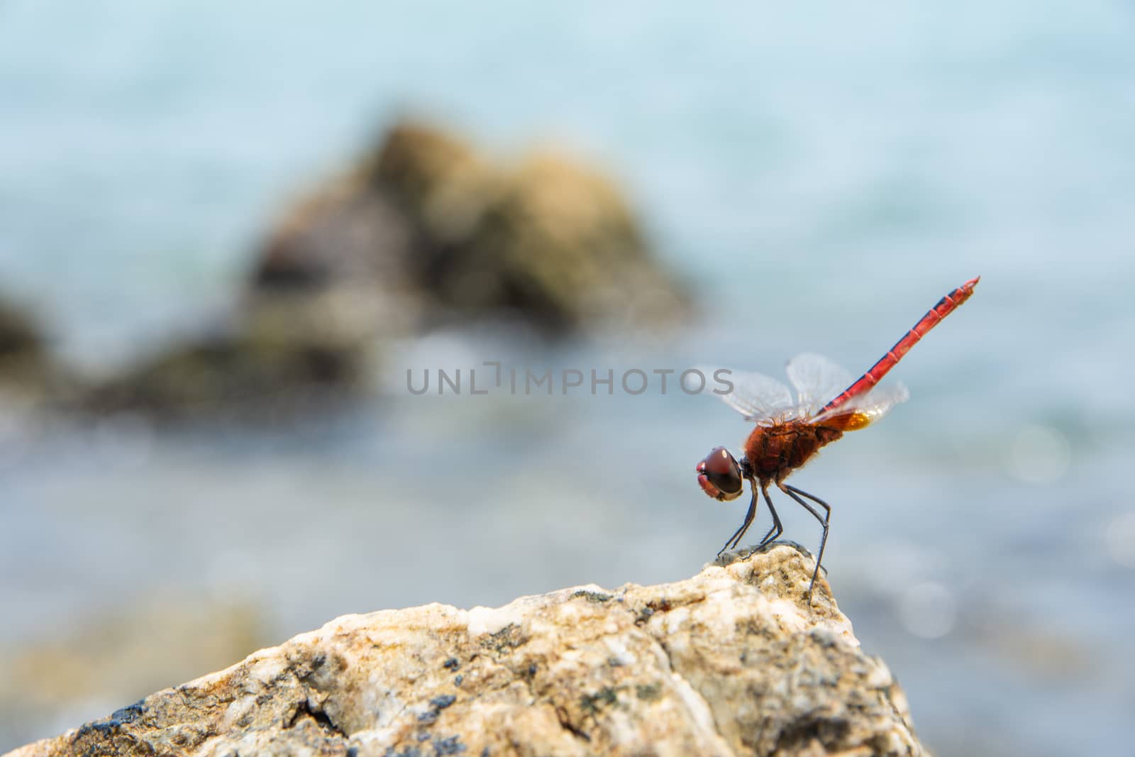 Take a close-up of a dragonfly