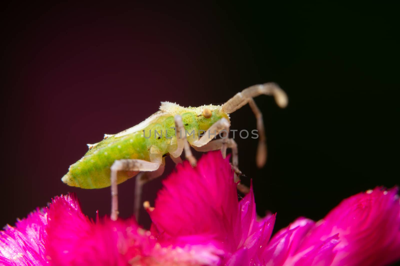 Closeup photo of brown assassin bugs on leaf