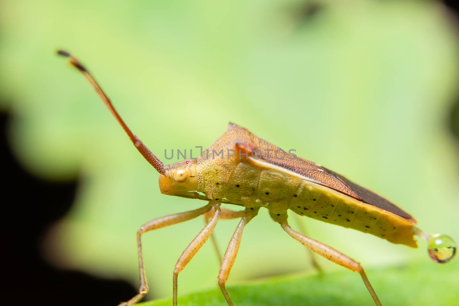 Closeup photo of brown assassin bugs on leaf