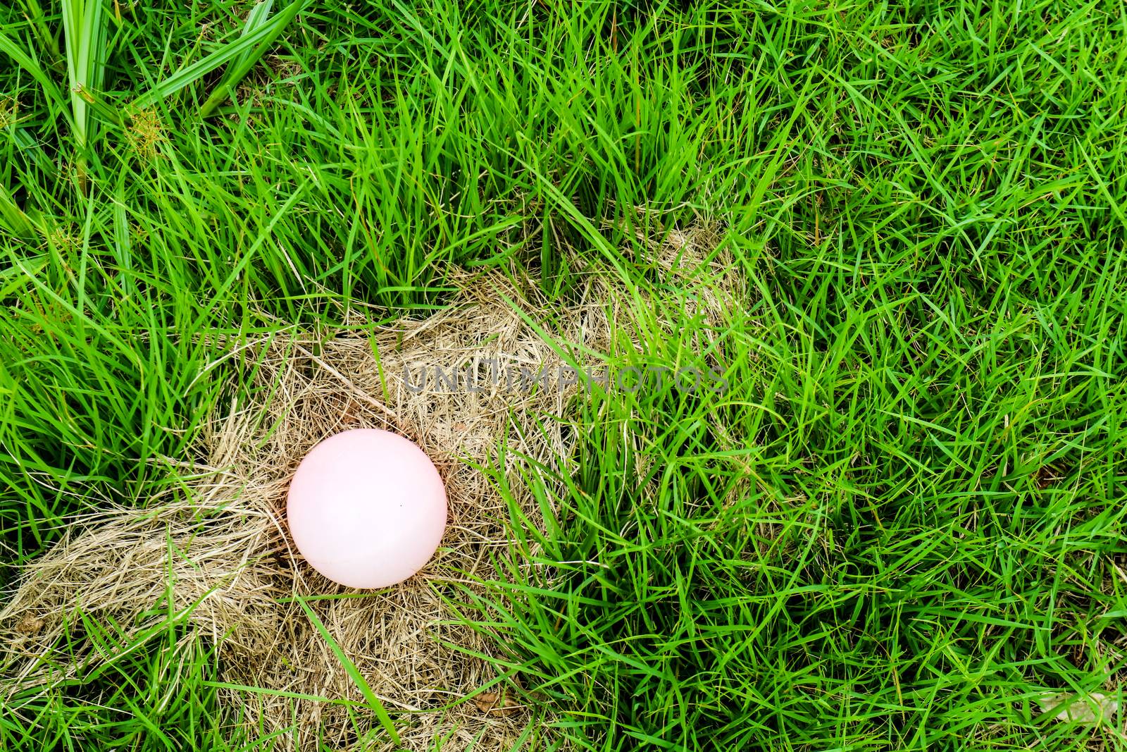 Eggs of some animals are placed on hay, when mother was out to f by Darkfox