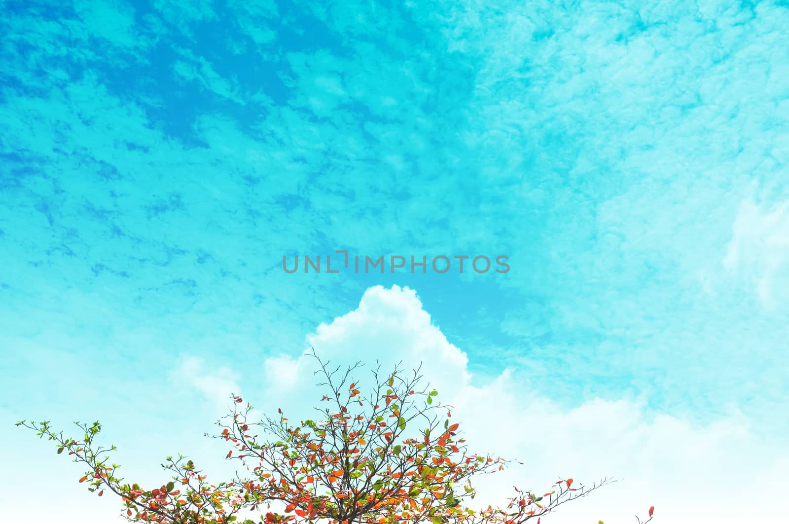 Single tree and sky, clouds , Natural background , Copy space. Place for text. 