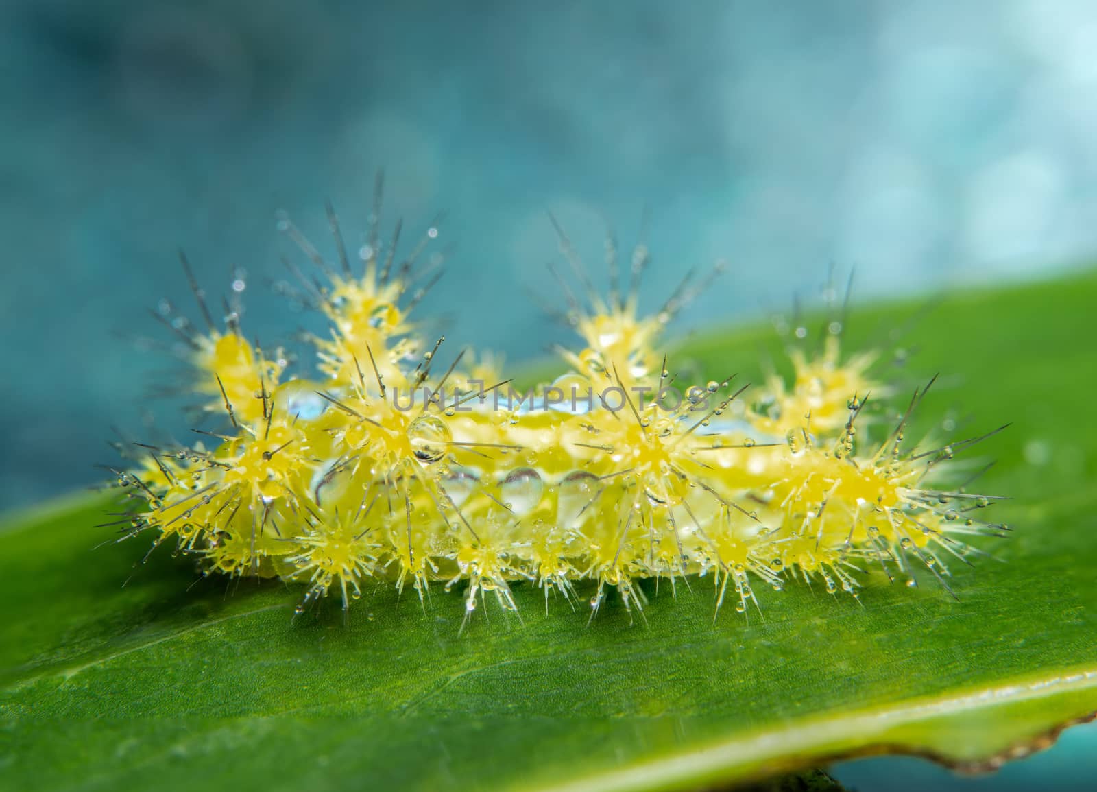 Macro worm on the plant.