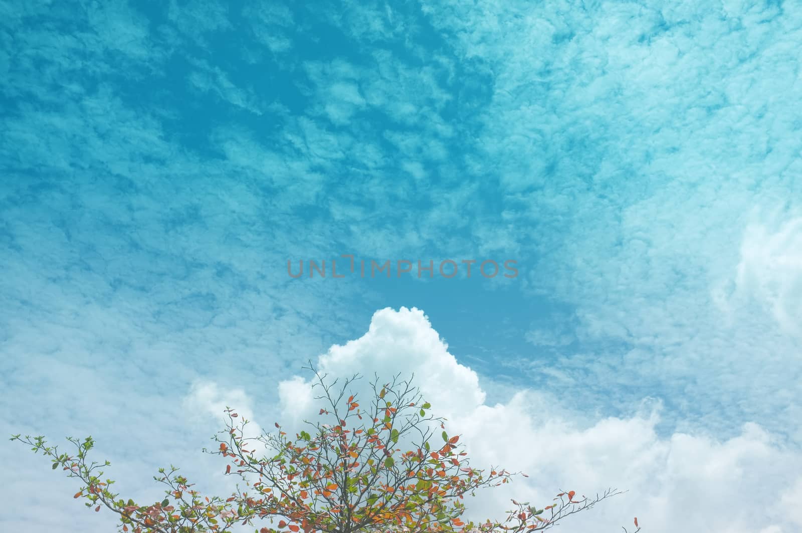 Single tree and sky, clouds , Natural background , Copy space. Place for text. 