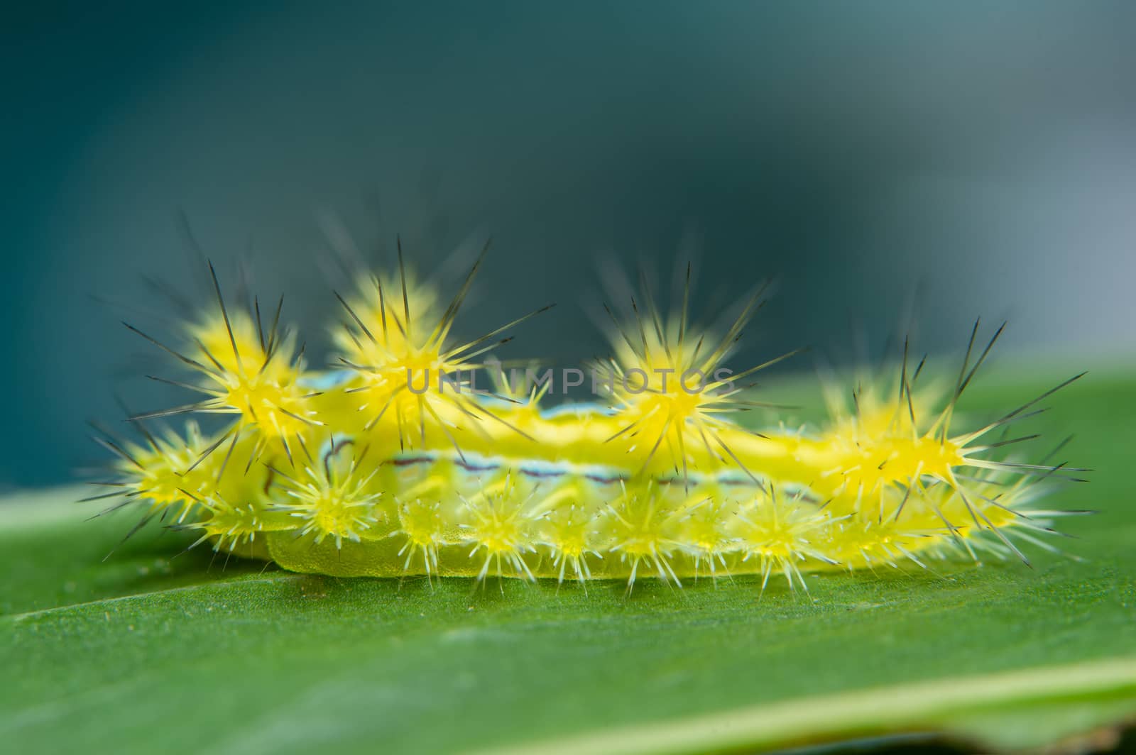 Macro worm on the plant.