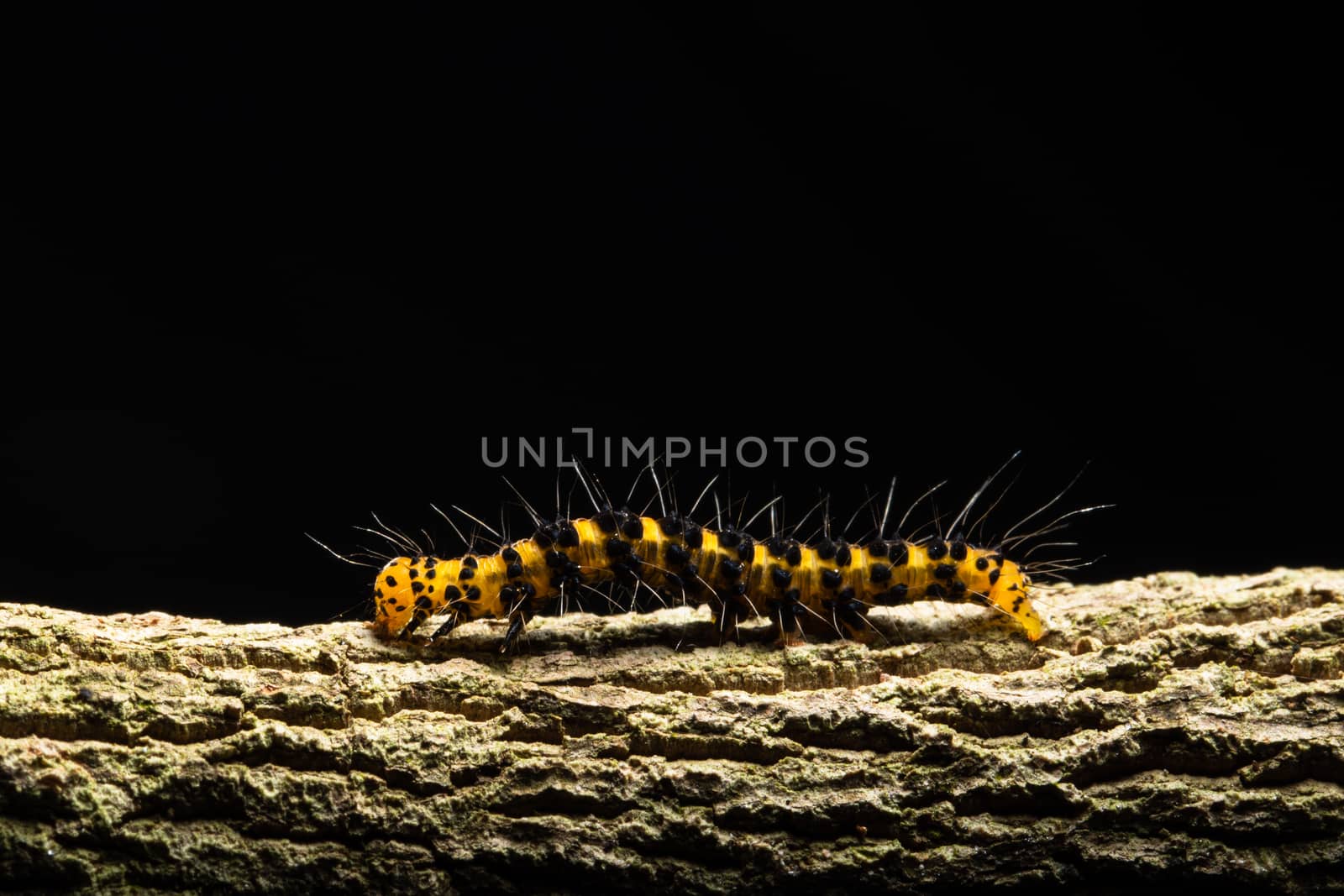 Macro worm on the plant.