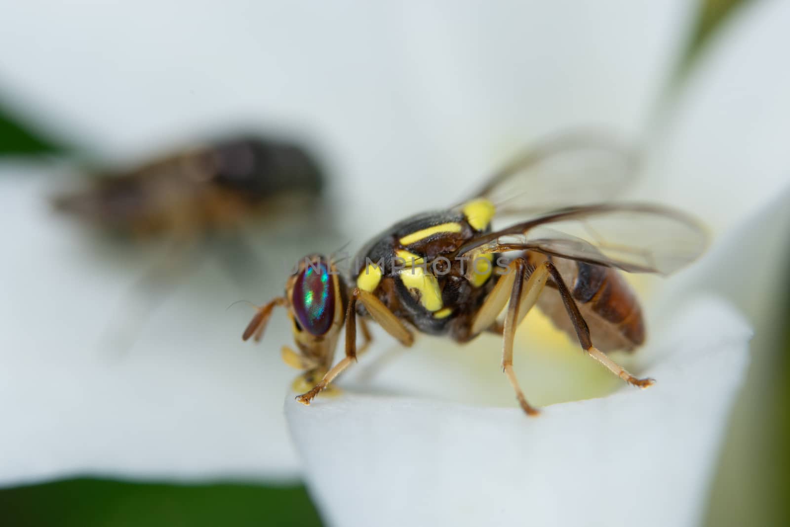 Macro fruit fly on the plant